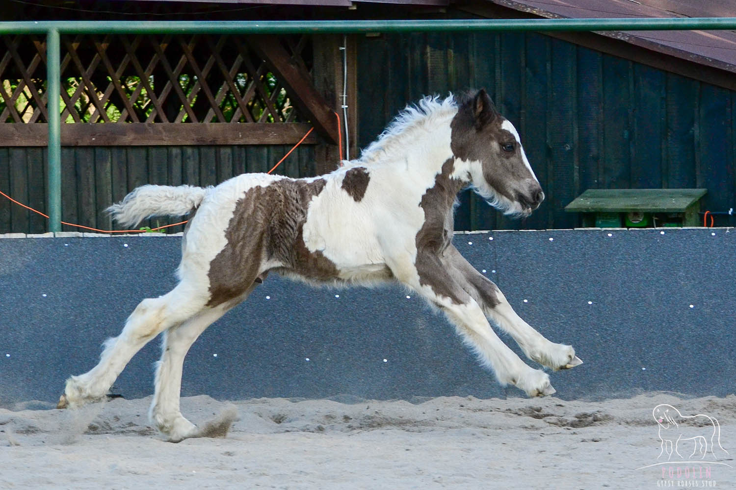 Black and White Gypsy Cob Foal